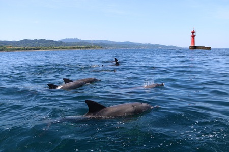 天草市（産業政策課）